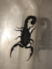 Hottentotta judaicus