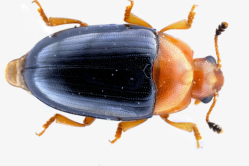 Triplax rufipes