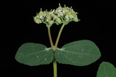 Euphorbia berteroana