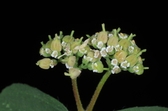 Euphorbia berteroana