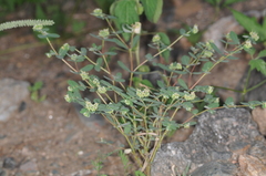 Euphorbia berteroana