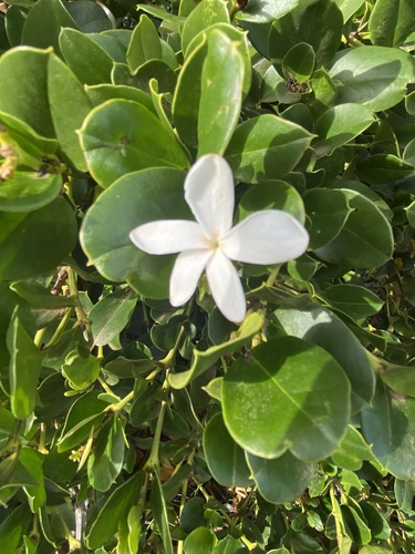 Carissa macrocarpa
