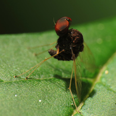 Chrysopilus basilaris