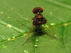Chrysopilus basilaris