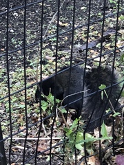 Sciurus carolinensis