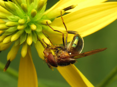Copestylum vesicularium