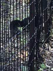 Sciurus carolinensis