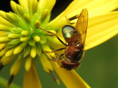 Copestylum vesicularium