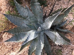 Agave sobria
