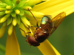 Copestylum vesicularium