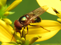 Copestylum vesicularium