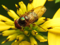 Copestylum vesicularium