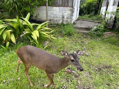 Odocoileus virginianus image