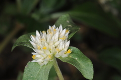 Gomphrena martiana