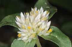 Gomphrena martiana