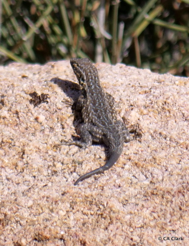 iNaturalist observation photo of Western Side-blotched Lizard