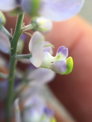 Polygala magdalenae