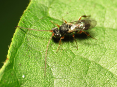Cheloninae