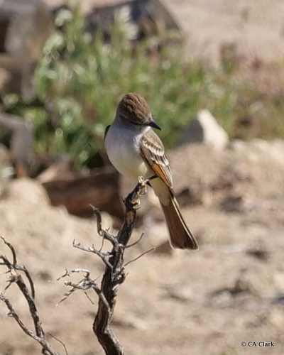 iNaturalist observation photo of Ash-throated Flycatcher