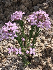 Stenotis peninsularis