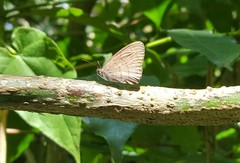 Hermeuptychia gisella