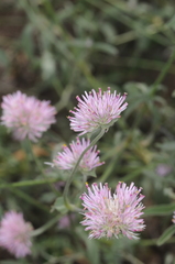 Gomphrena pulchella