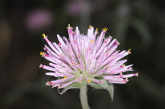 Gomphrena pulchella