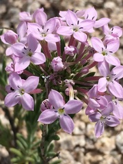 Stenotis peninsularis