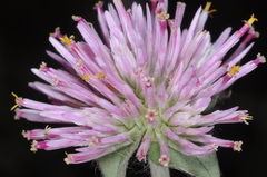 Gomphrena pulchella