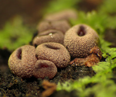 Leotiomycetes