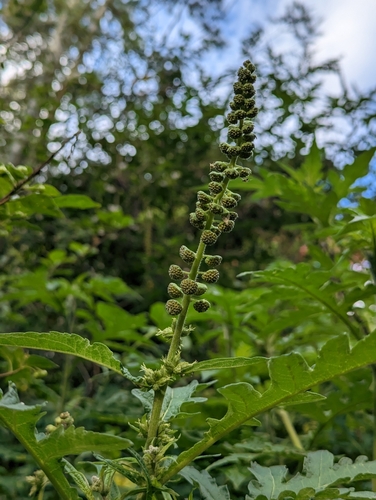 Image of Altamisa (Ambrosia arborescens) by (c) Attila Oláh, some rights reserved (CC BY)