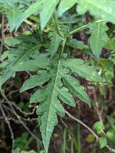 Image of Altamisa (Ambrosia arborescens) by (c) Attila Oláh, some rights reserved (CC BY)