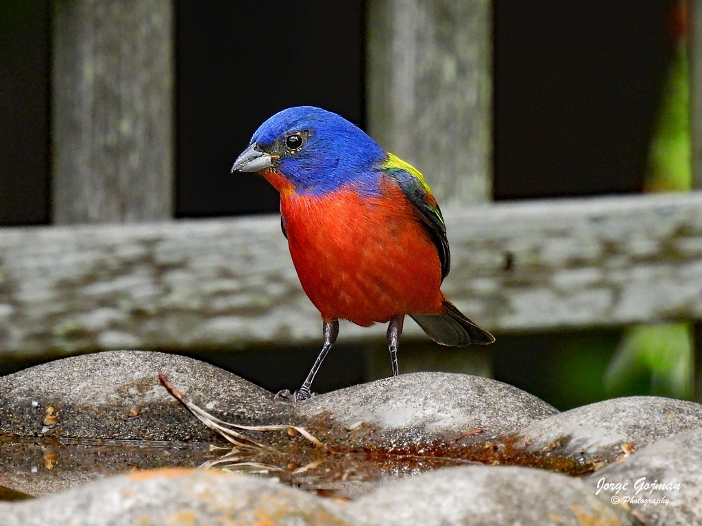 Painted Bunting from Sparrow Field, The Landings, Skidaway Island, GA 31411, USA on April 30