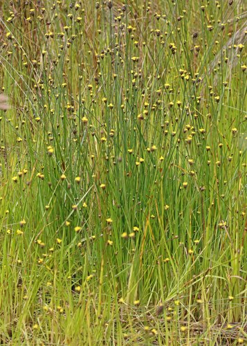 Xyris jupicai