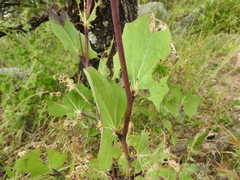 Roldana sessilifolia