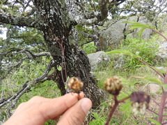 Roldana sessilifolia