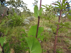 Roldana sessilifolia