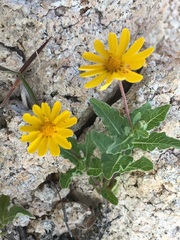 Melampodium sinuatum