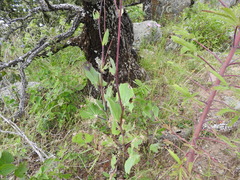 Roldana sessilifolia