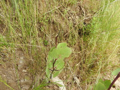 Roldana sessilifolia