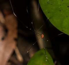 Pseudogagrella splendens