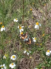 Chlosyne lacinia