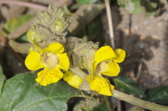 Ibicella lutea
