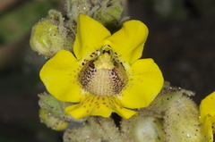 Ibicella lutea