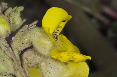 Ibicella lutea