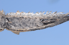 Ibicella lutea