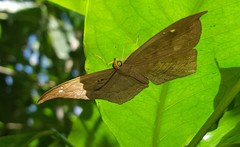Eurybia pergaea