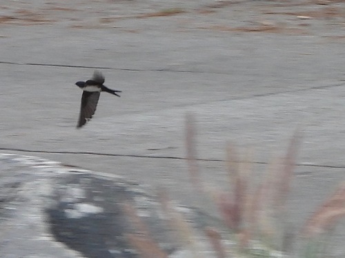Black-capped Swallow (Atticora pileata), photo 3