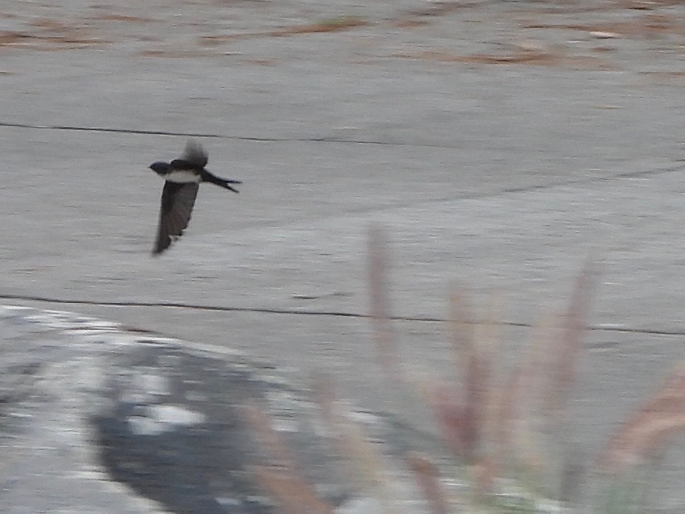 Black-capped Swallow illustration