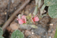 Indigofera parodiana